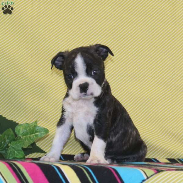 Texas, Boston Terrier Puppy